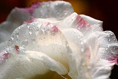 受疫情影响 剧情解谜类游戏《黑羊》延期